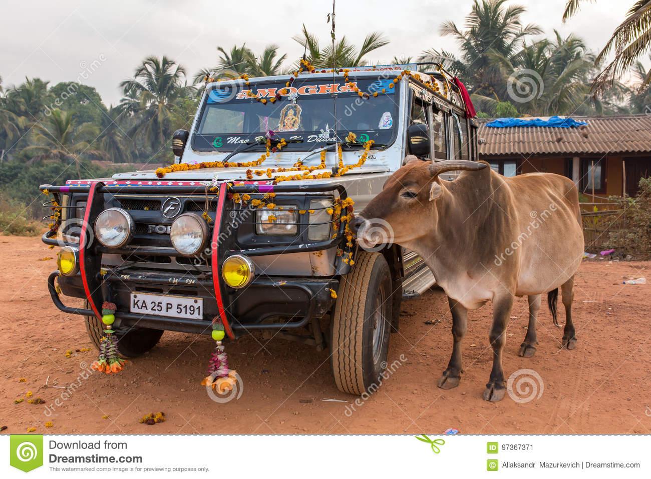 Ford Bronco Ford Endeavor holy-indian-cow-eats-flower-decorations-hindu-pilgrims-car-gokarna-city-india-january-97367371