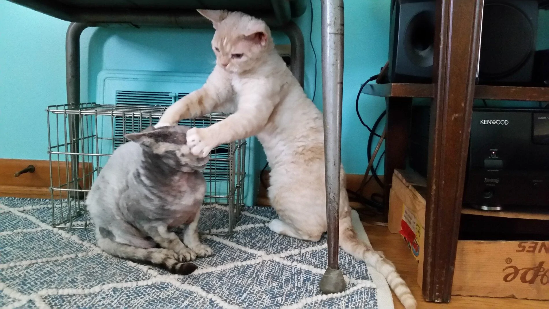 Ford Bronco The Cat Thread 20170130_112801