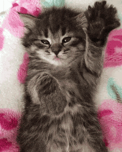 Ford Bronco The "Let's bring happiness thread" Chill kitty