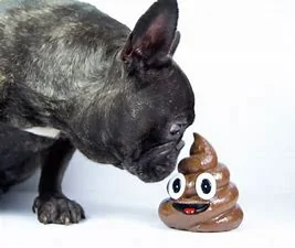 Ford Bronco Got my VIN Number! Anyone else? dog poo
