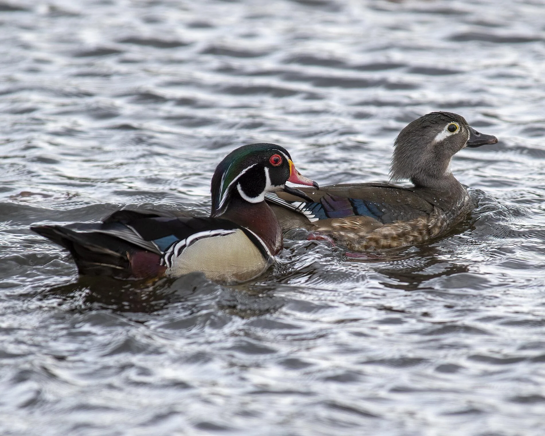 wood_ducks-1.webp