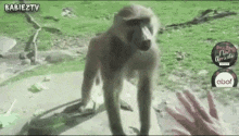 ass-hand.gif