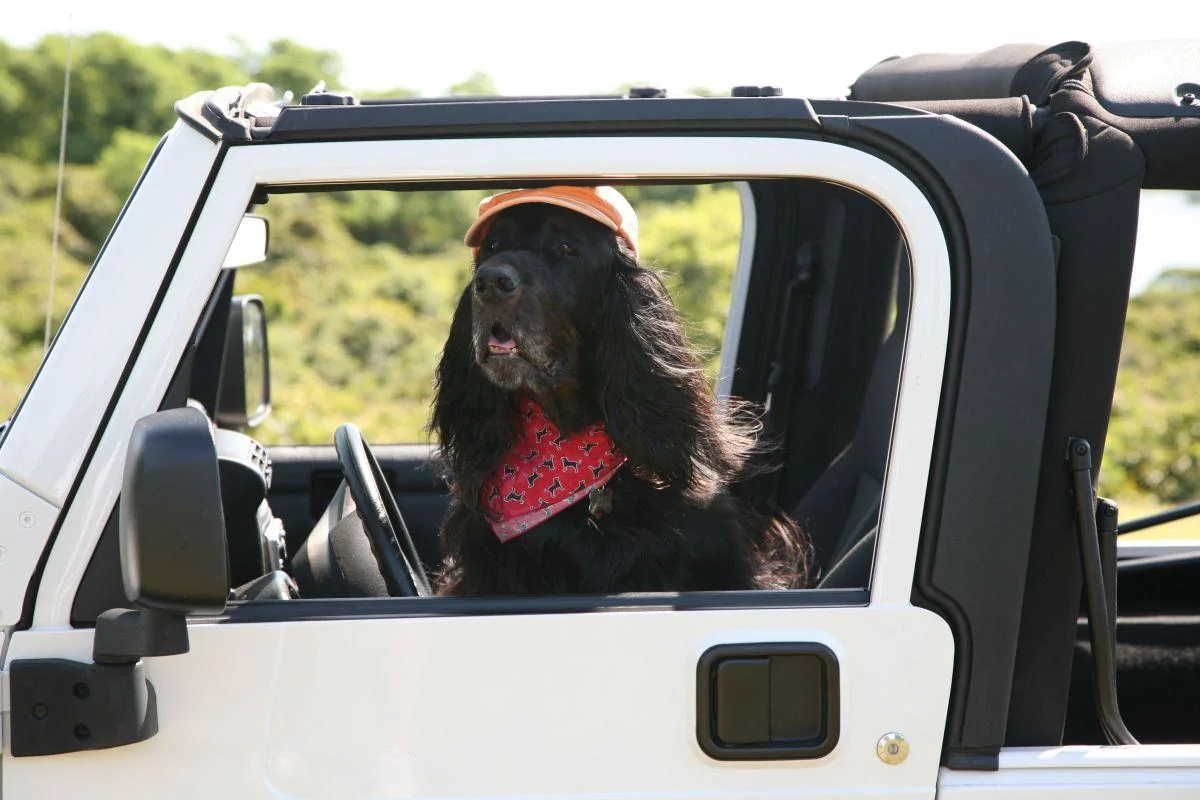 Ford Bronco Bronco Owner Stereotypes TBD tucker-driving-jeep-red-flag