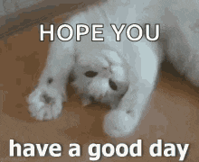 Ford Bronco Forum member behavior cat-have-a-good-day