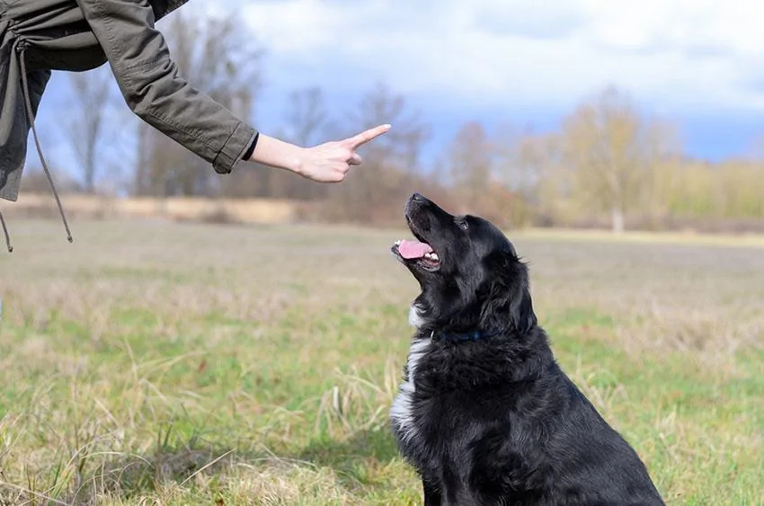 Ford Bronco No Bronco Scheduling Week of 7/26 Dog-training-stay-teaching-mixed-breed-dog