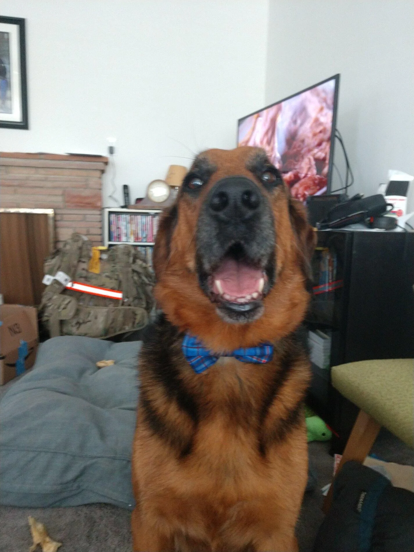 Ford Bronco The Dog Thread 🐾 IMG_20190723_130943715
