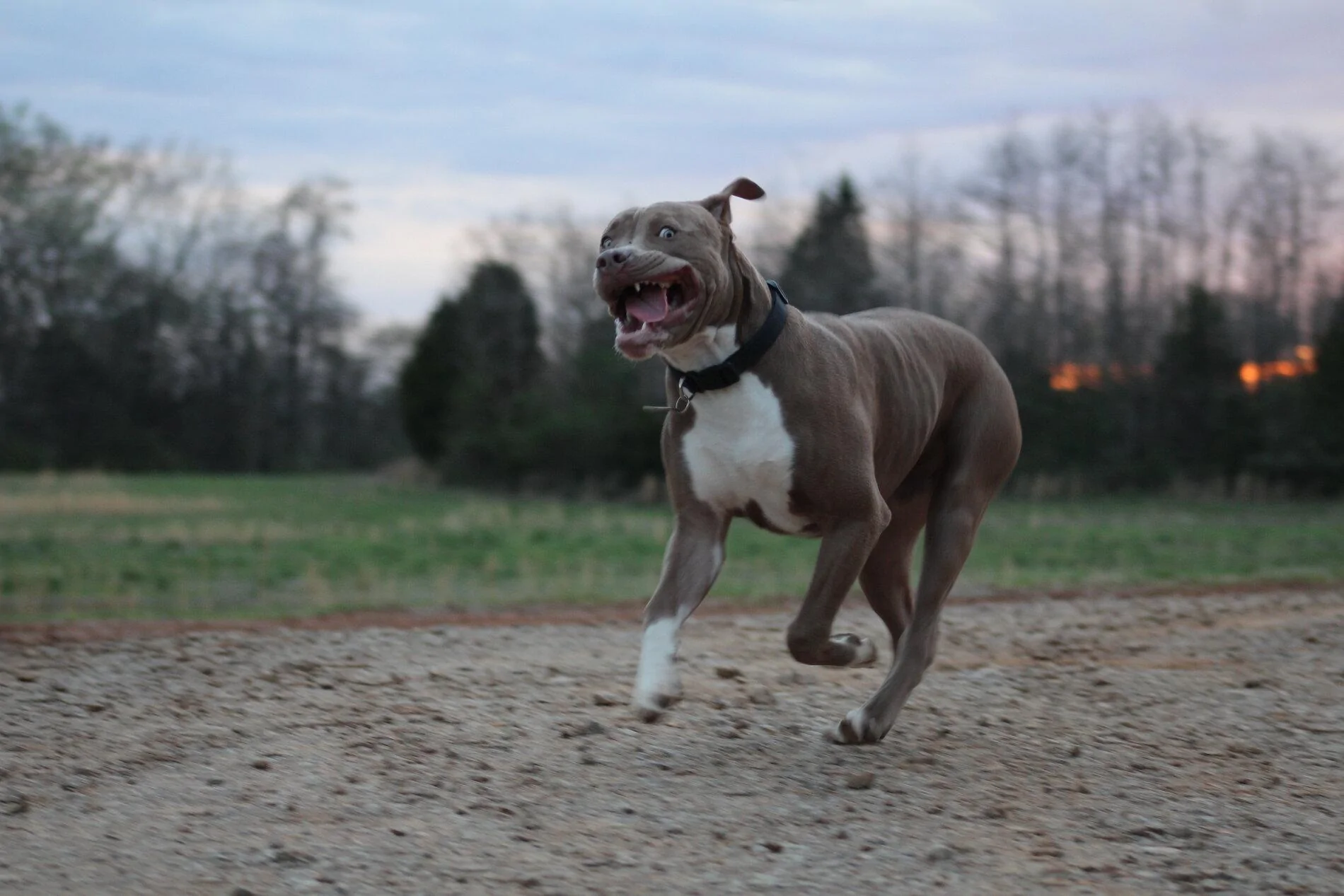 Ford Bronco The Dog Thread 🐾 A6F7D269-1E4C-4768-97D3-7FF151537341