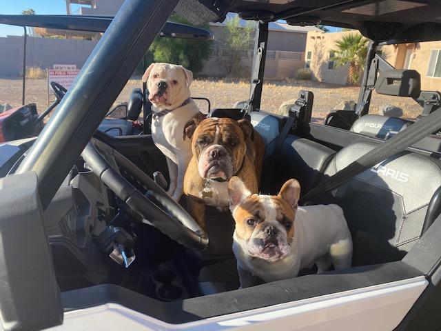 Ford Bronco The Dog Thread 🐾 daboyz