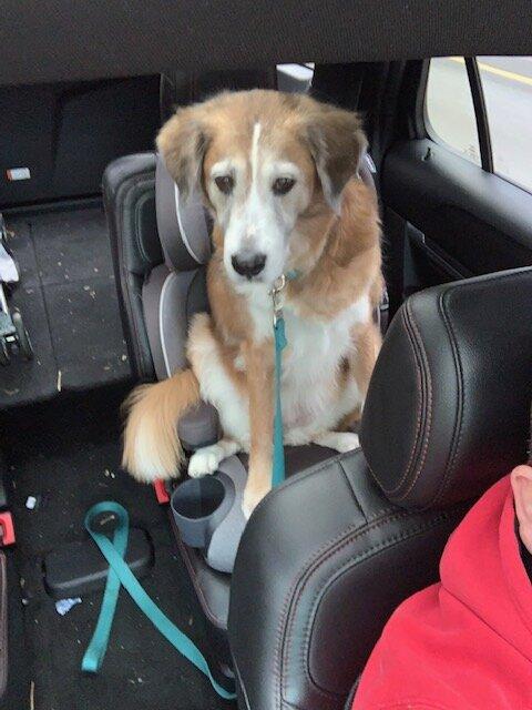 Ford Bronco The Dog Thread 🐾 IMG_0698