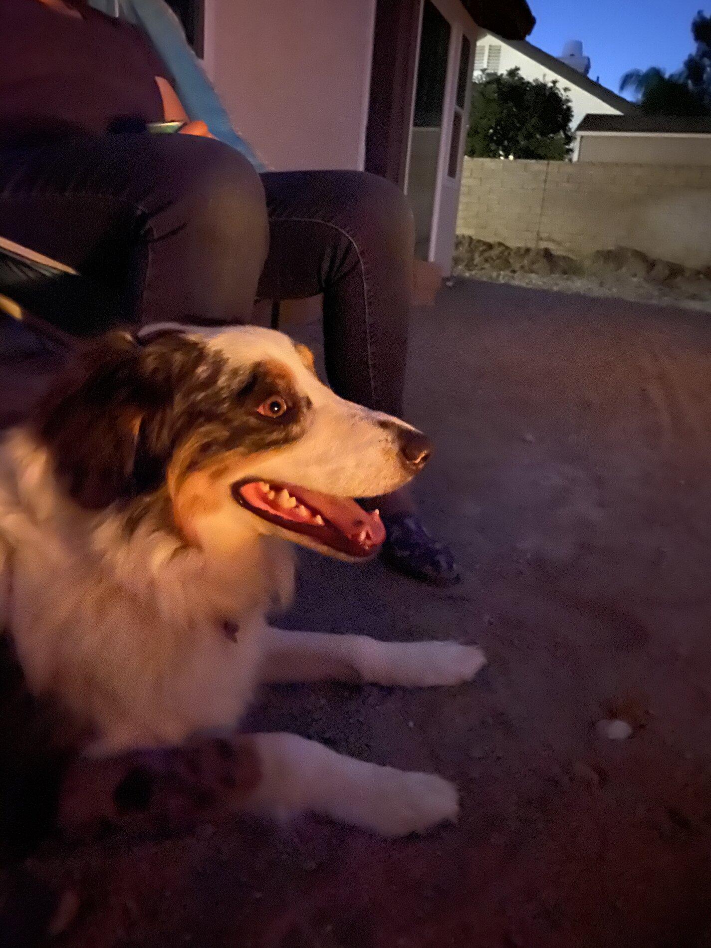 Ford Bronco The Dog Thread 🐾 B3436817-ECC4-4893-87D7-5EE41D2FACA4