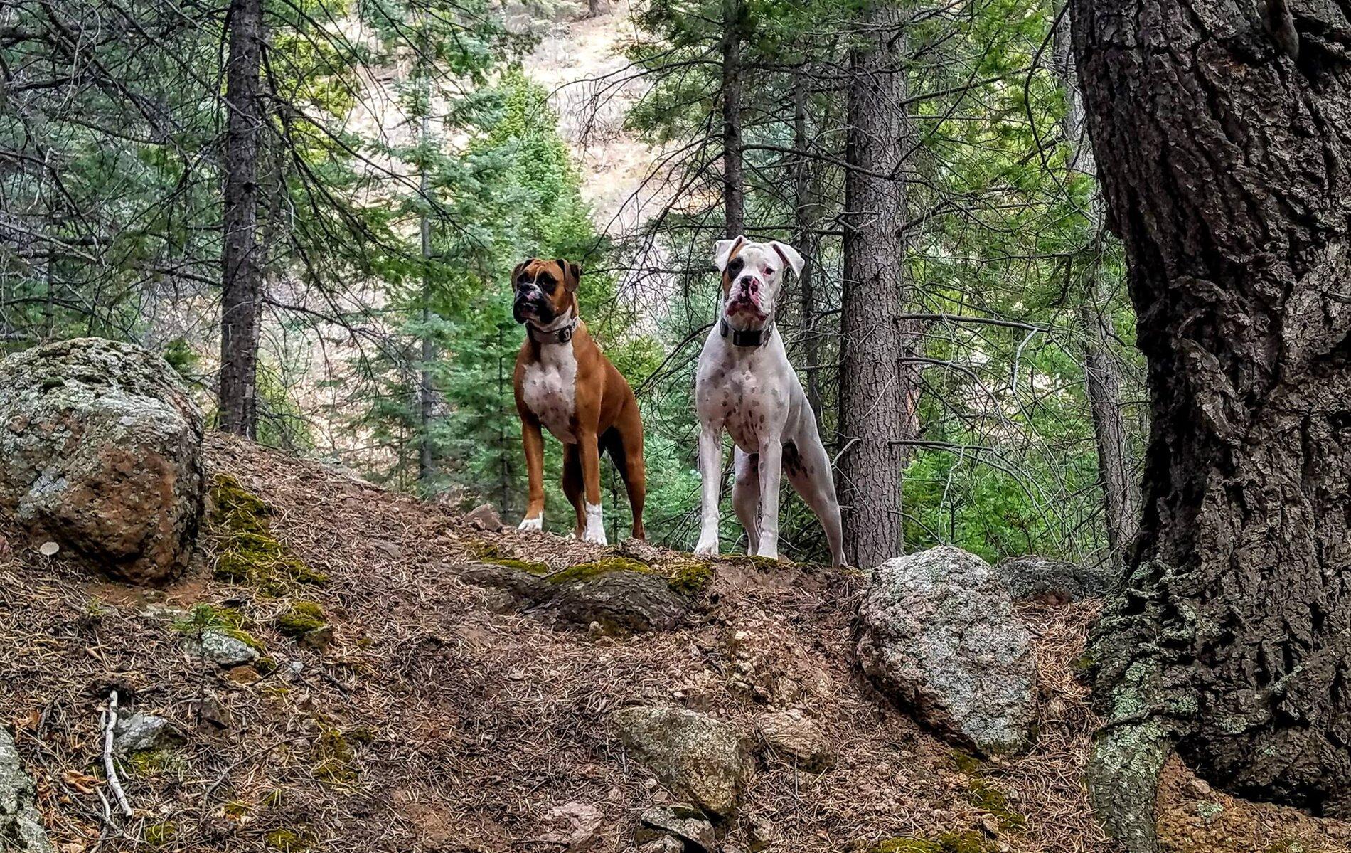 Ford Bronco The Dog Thread 🐾 pupspike