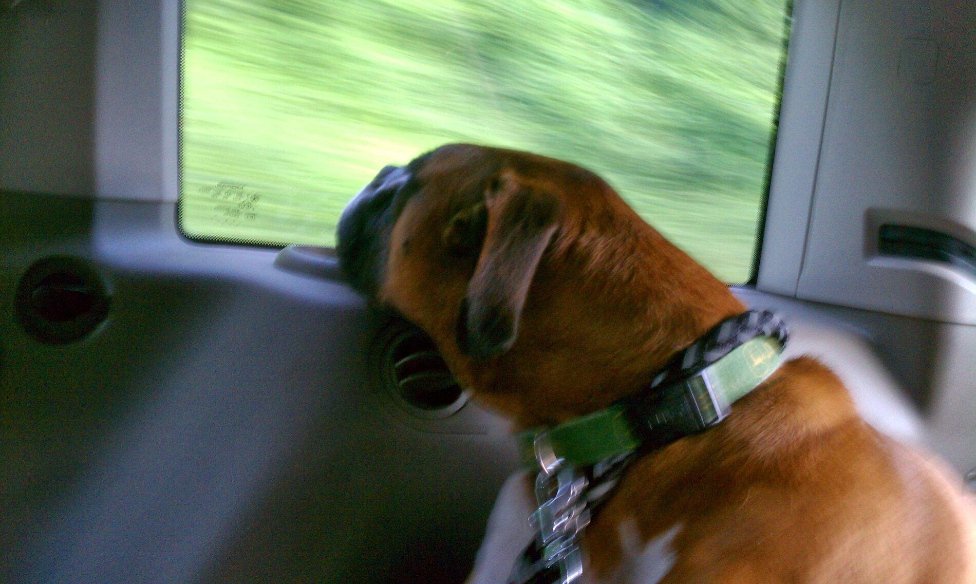 Ford Bronco The Dog Thread 🐾 IMAG0129