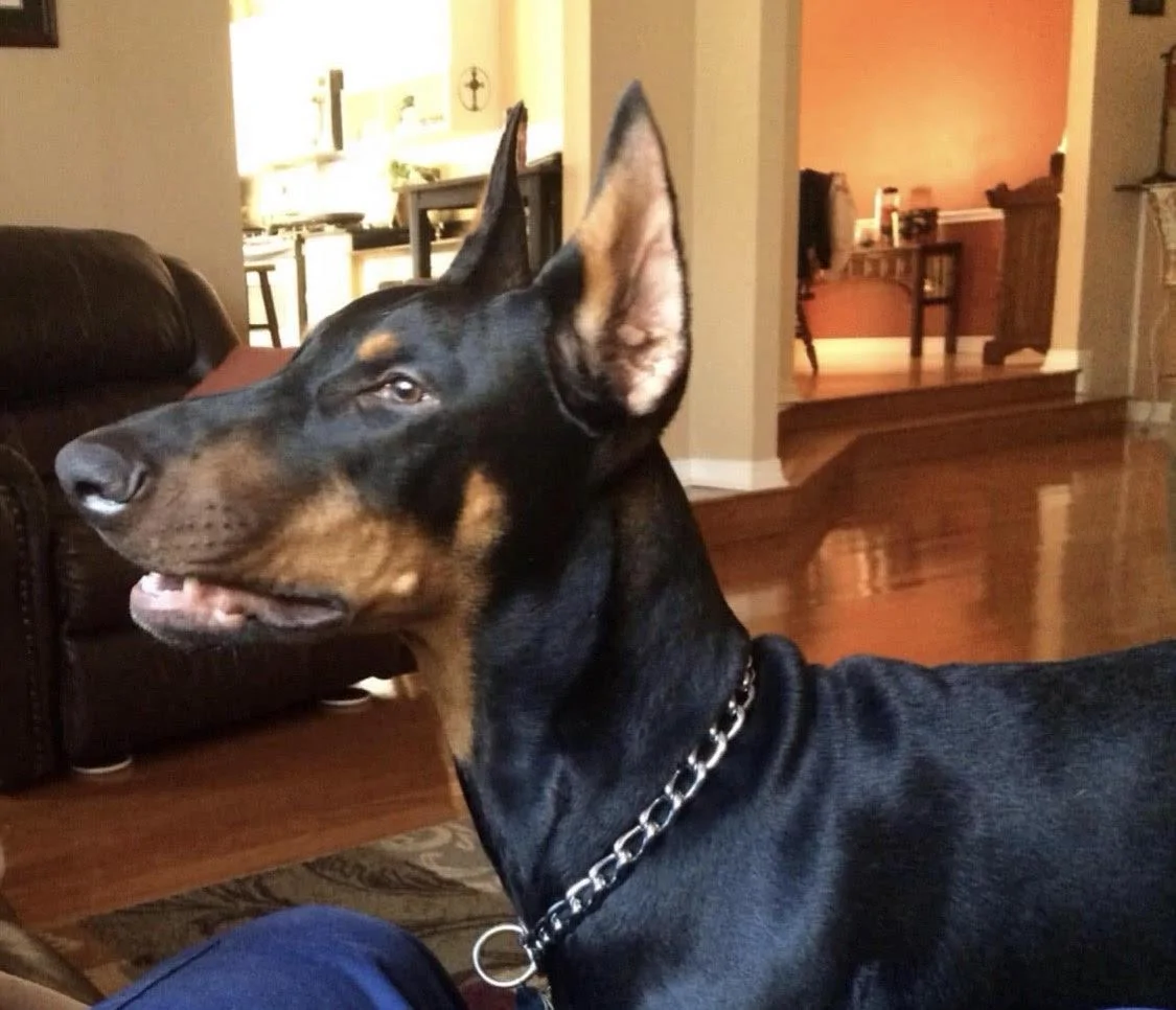 Ford Bronco The Dog Thread 🐾 unnamed