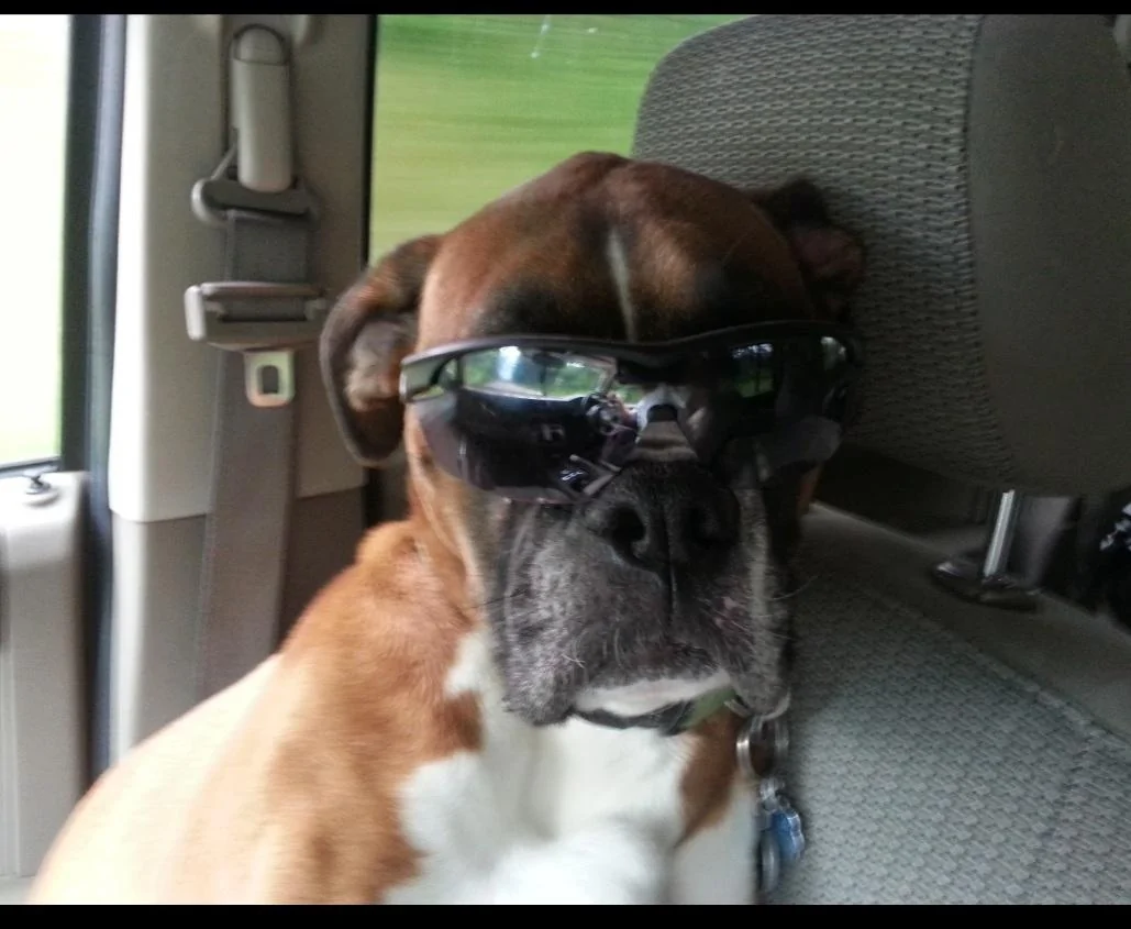 Ford Bronco The Dog Thread 🐾 20200723_205747