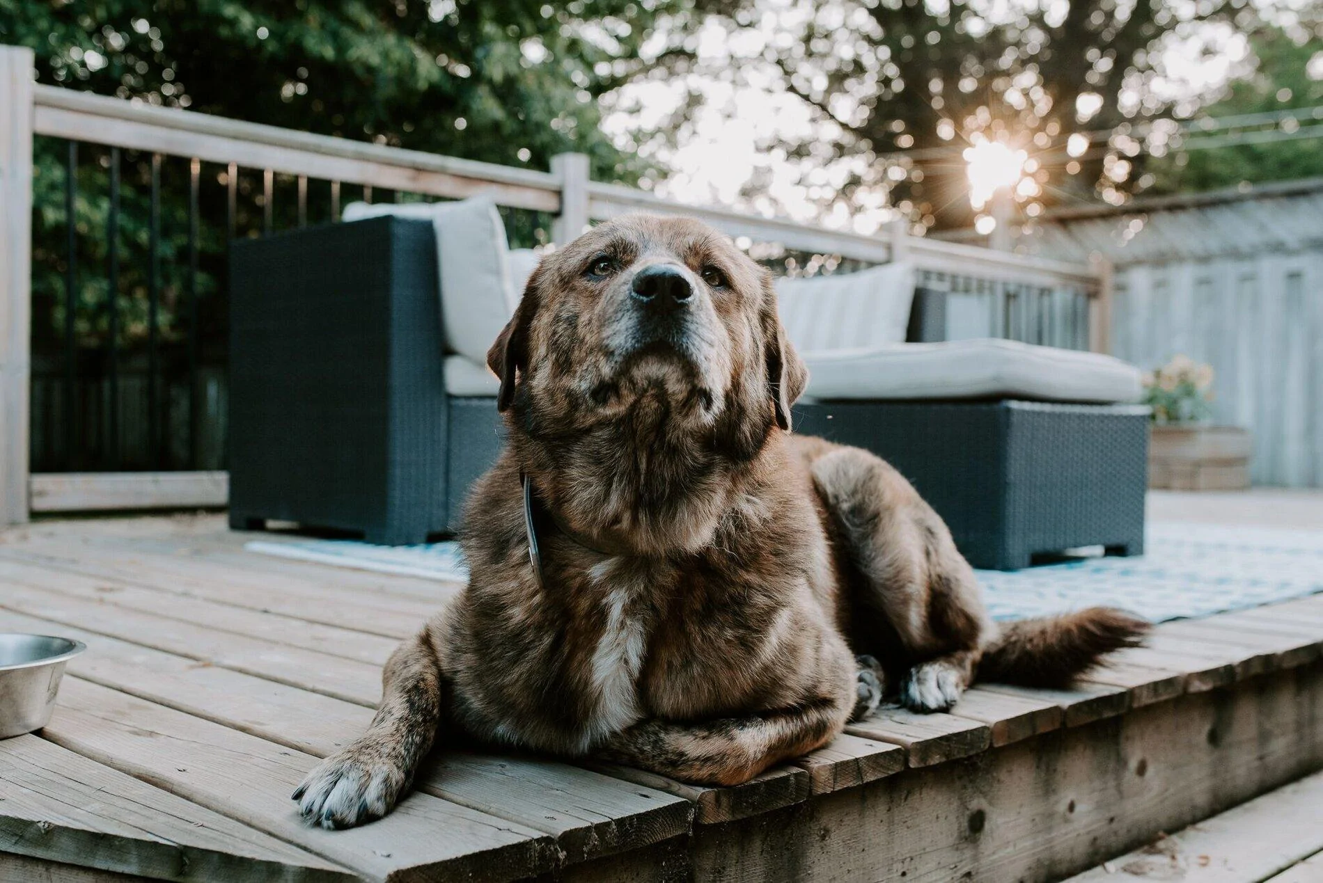 Ford Bronco The Dog Thread 🐾 D7016F78-D550-4BB4-872B-B078DAD37936