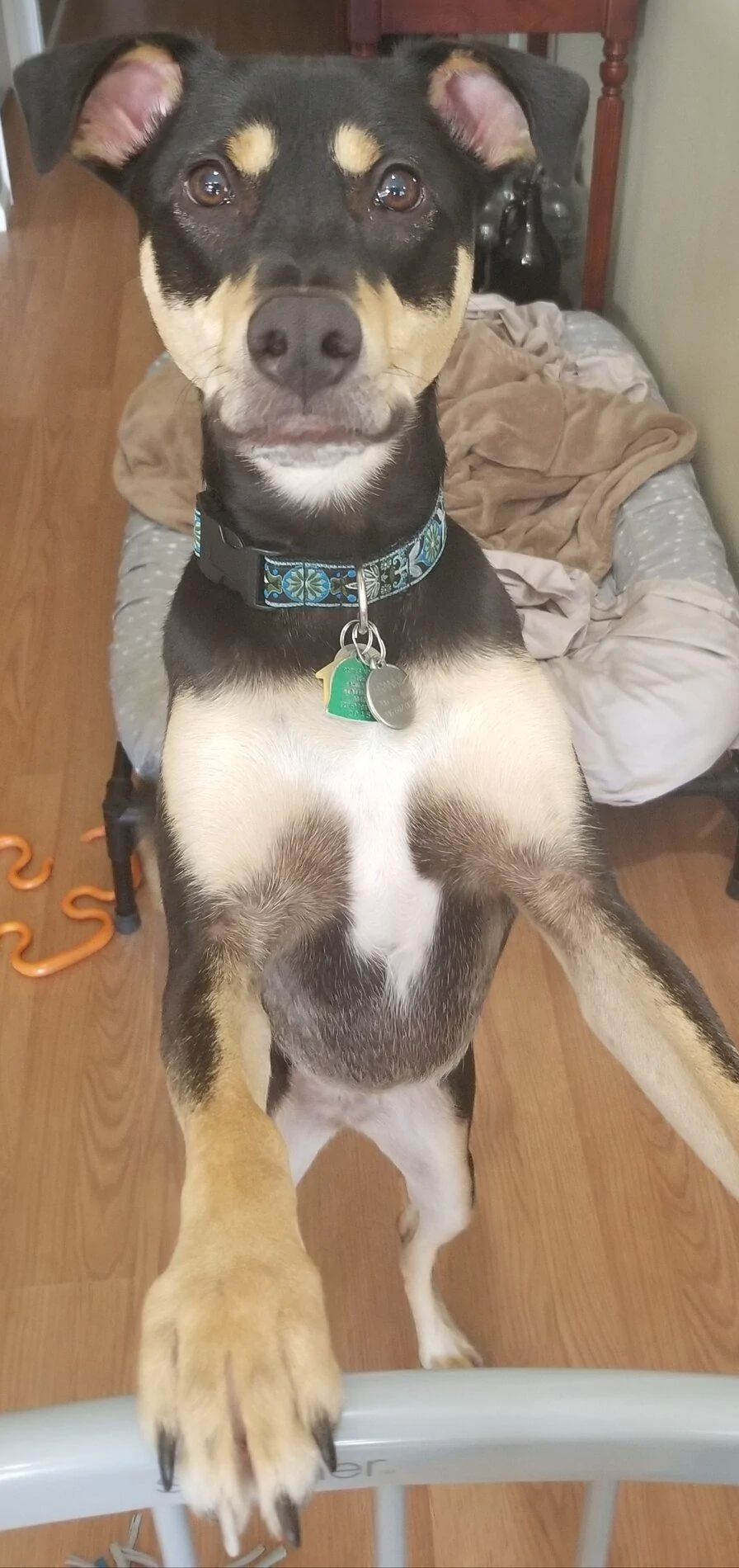 Ford Bronco The Dog Thread 🐾 20200705_114905