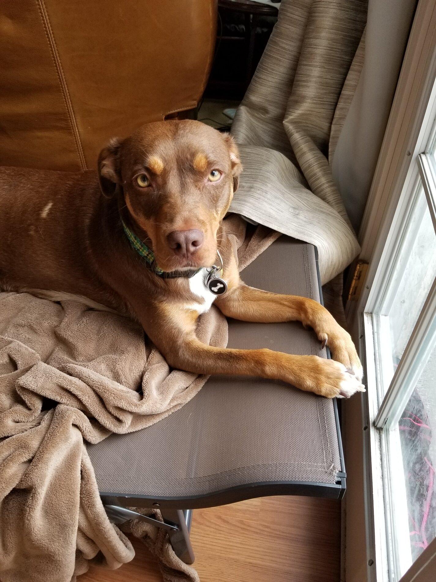 Ford Bronco The Dog Thread 🐾 20190908_091614