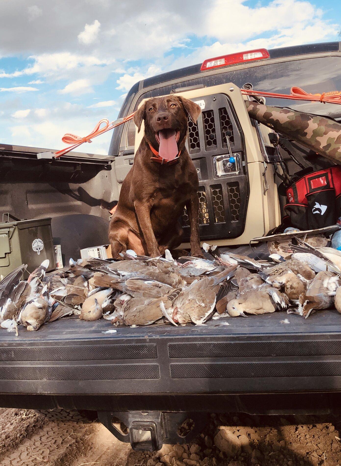 Ford Bronco The Dog Thread 🐾 A2D53D9D-5499-4FDE-80BE-B46ED853E68E