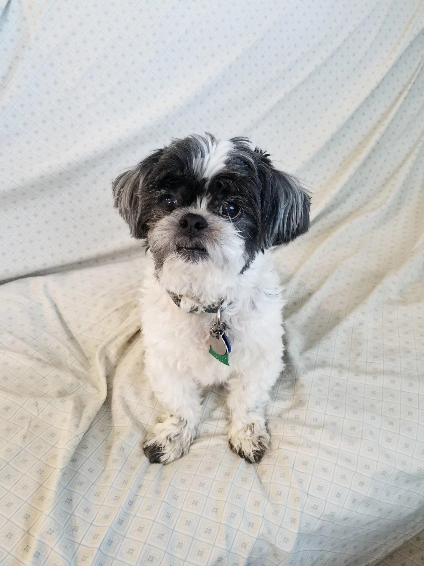 Ford Bronco The Dog Thread 🐾 20180724_074215