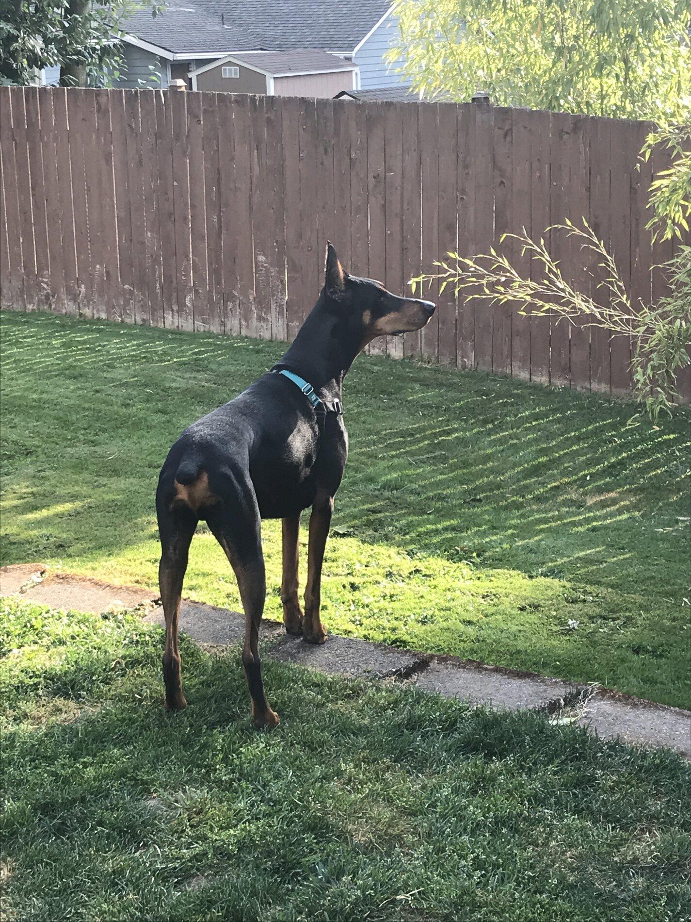 Ford Bronco The Dog Thread 🐾 image