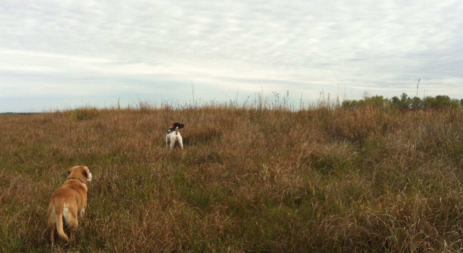 Ford Bronco The Dog Thread 🐾 IMG_0973