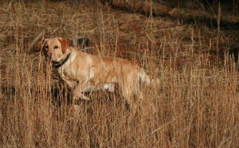Ford Bronco The Dog Thread 🐾 IMG_0149