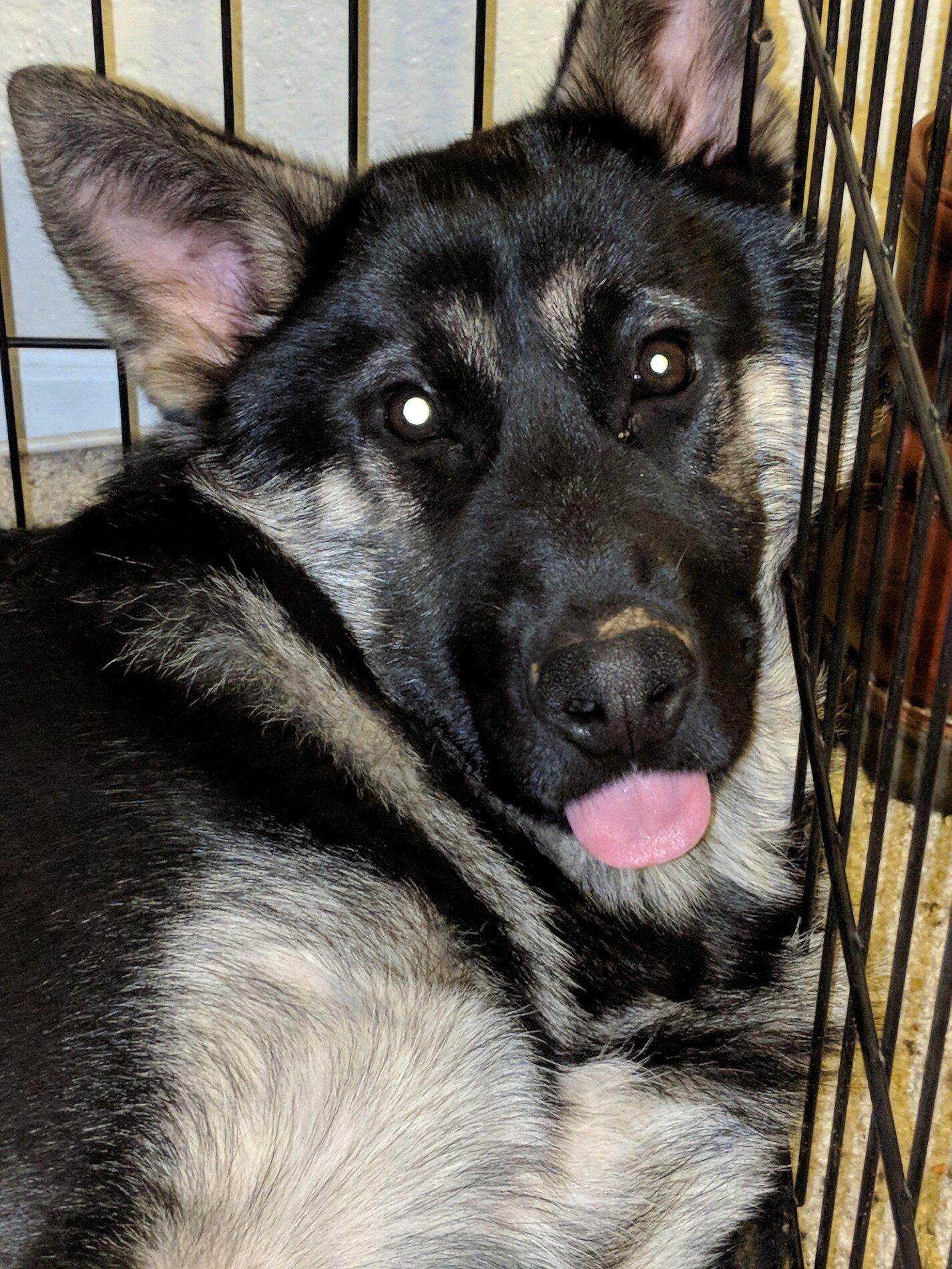 Ford Bronco The Dog Thread 🐾 C4DBFD13-1EFA-4986-9030-A914B33C435F