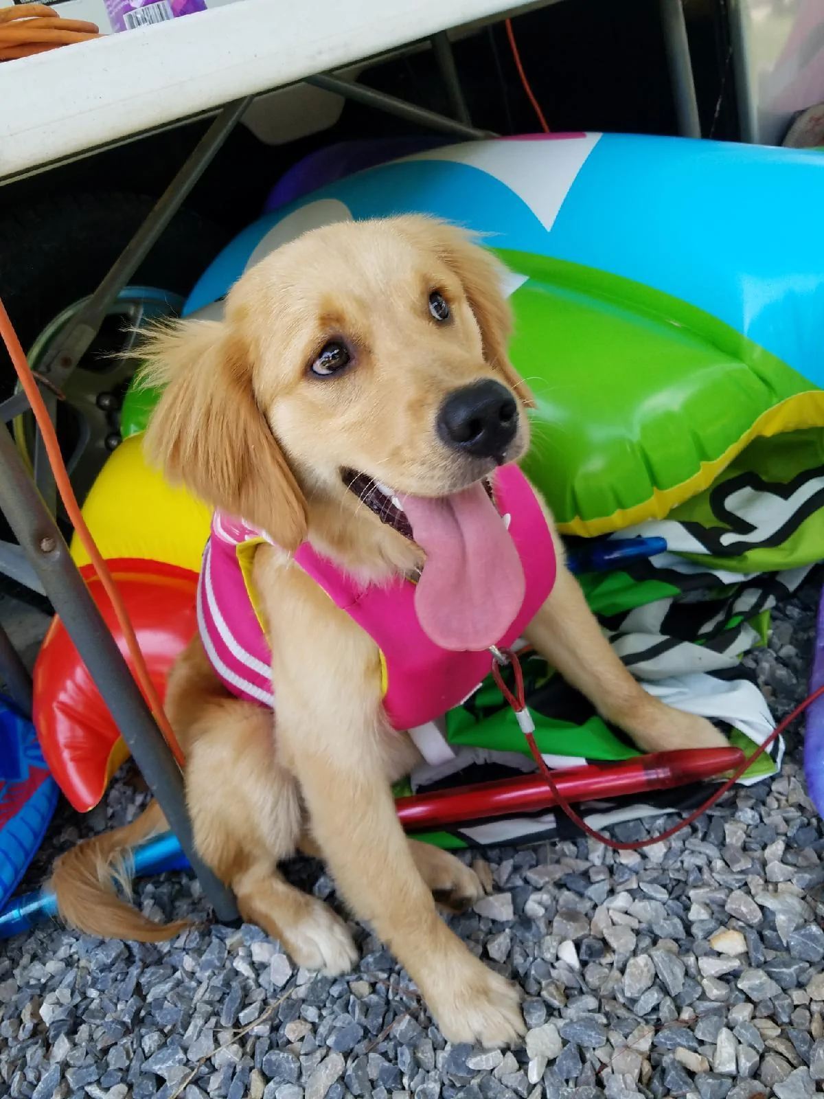 Ford Bronco The Dog Thread 🐾 B86116B8-5207-44A8-BDF9-A7C3383E9028