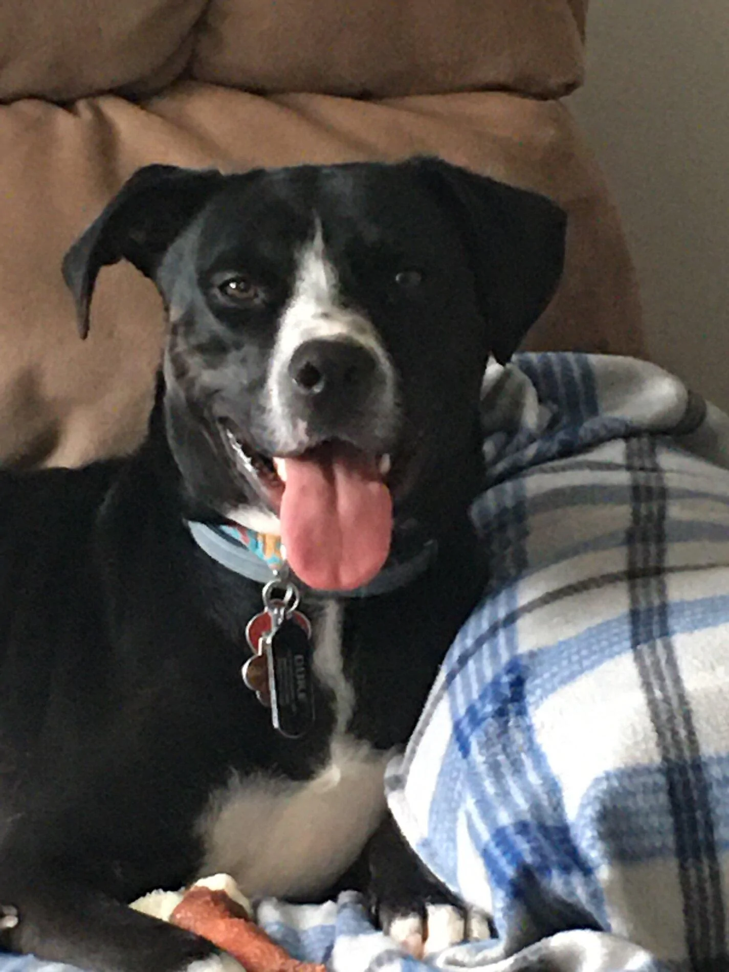 Ford Bronco The Dog Thread 🐾 0FA4C888-806C-4B57-895F-2628C306D99F