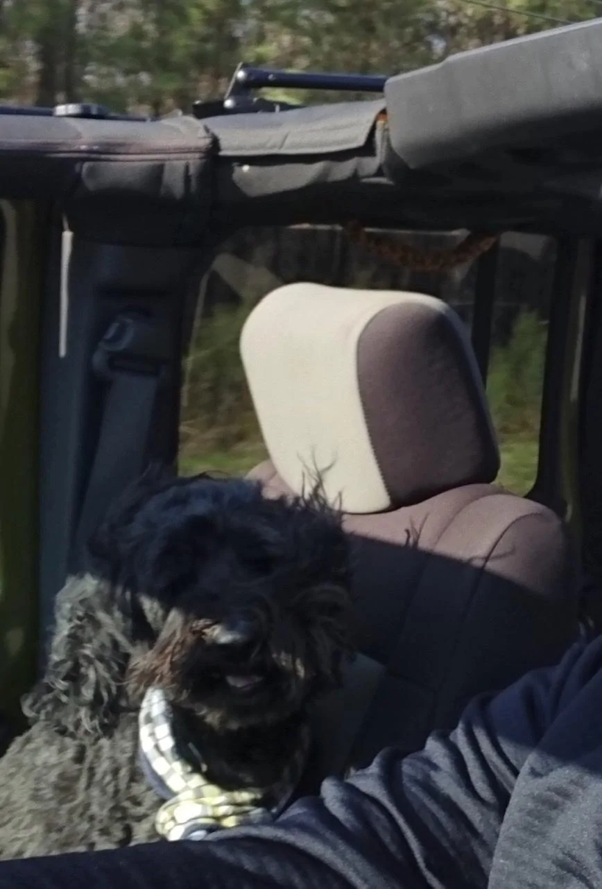 Ford Bronco The Dog Thread 🐾 87FA53D2-6F0A-4BE4-8190-CC631F2329BE