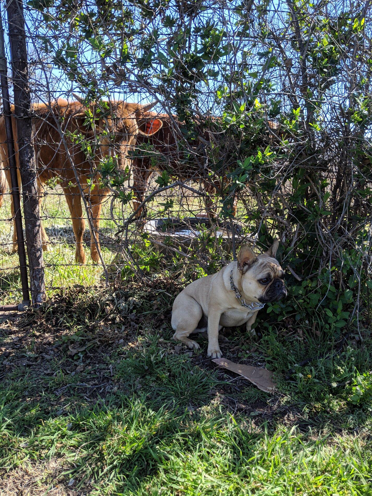 Ford Bronco The Dog Thread 🐾 MVIMG_20190225_143352