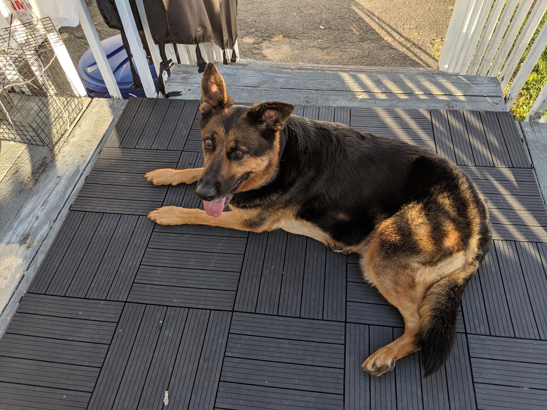 Ford Bronco The Dog Thread 🐾 IMG_20200531_190741
