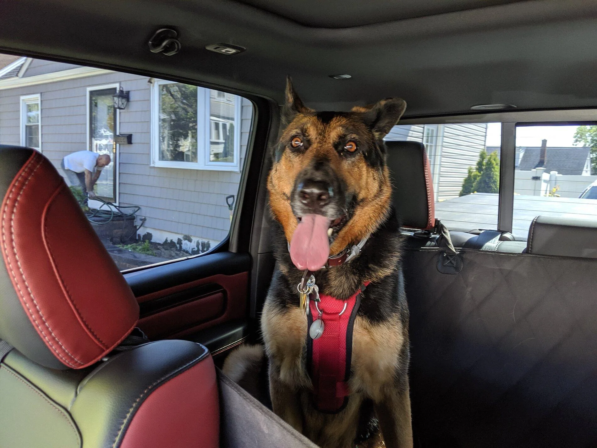 Ford Bronco The Dog Thread 🐾 IMG_20200614_151016