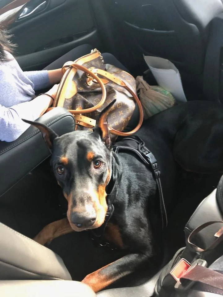 Ford Bronco The Dog Thread 🐾 56293