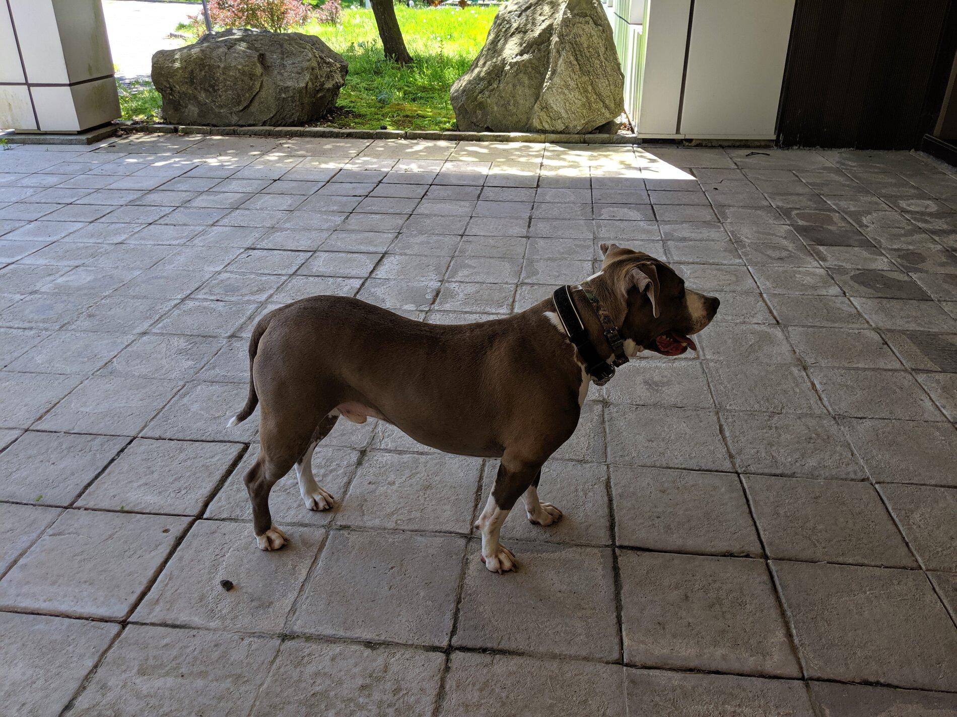 Ford Bronco The Dog Thread 🐾 IMG_20190516_115235