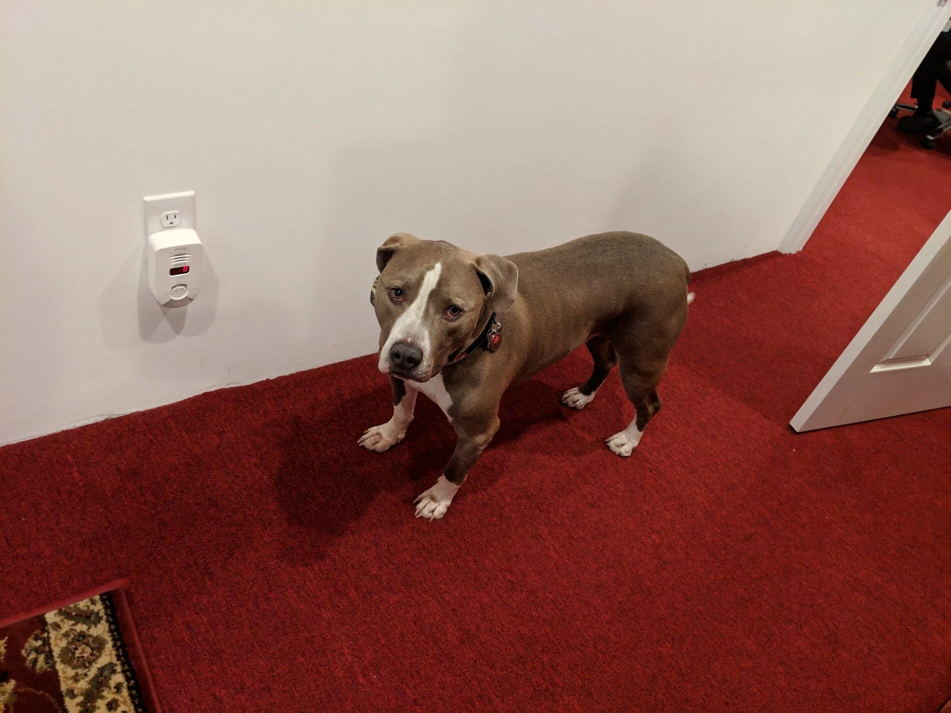 Ford Bronco The Dog Thread 🐾 IMG_20190315_141957
