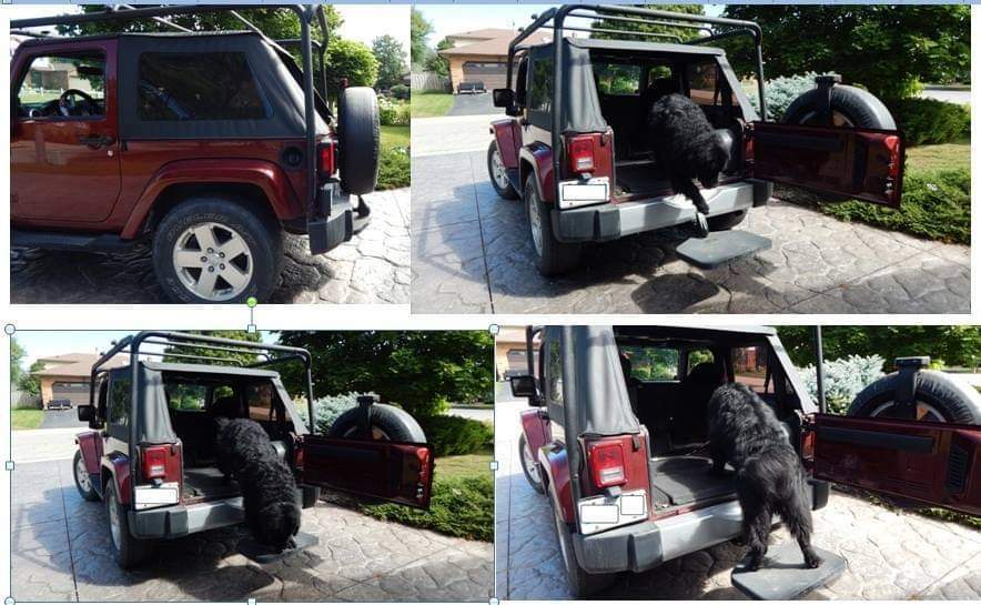 Ford Bronco 2DR Owners Transporting Big Dogs 148092212_1291024687949503_5016097312508004472_n