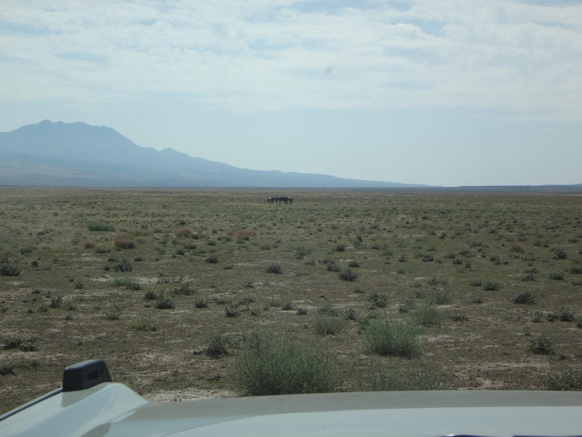 Ford Bronco Bronco spotting in a bronco! DSC00109