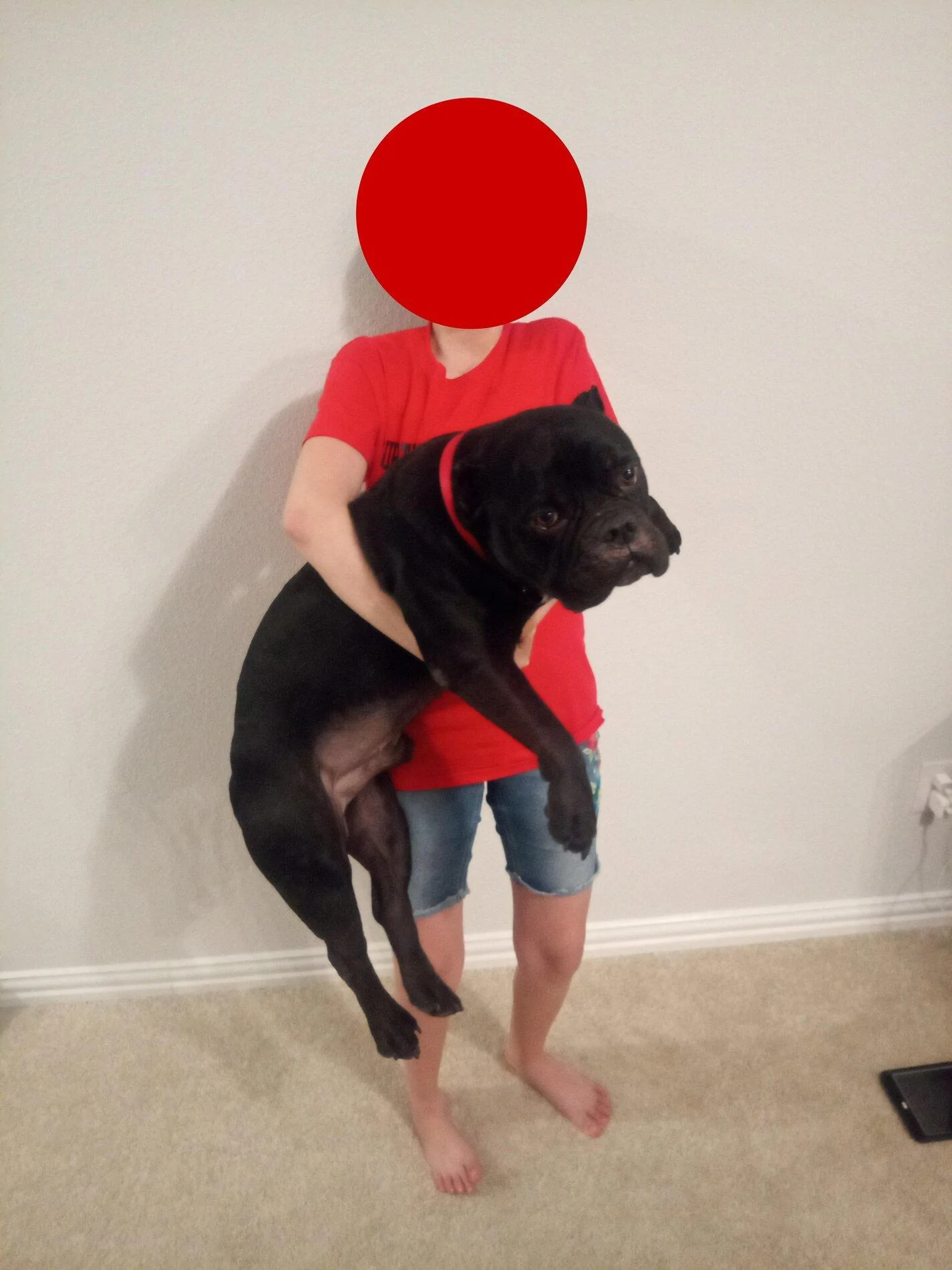 Ford Bronco The Dog Thread 🐾 Maggie and buddhahidden