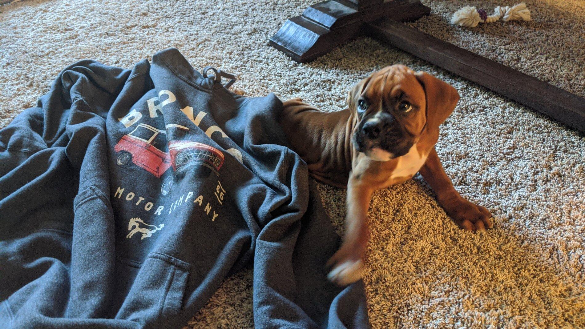 Ford Bronco The Dog Thread 🐾 IMG_20200724_180745