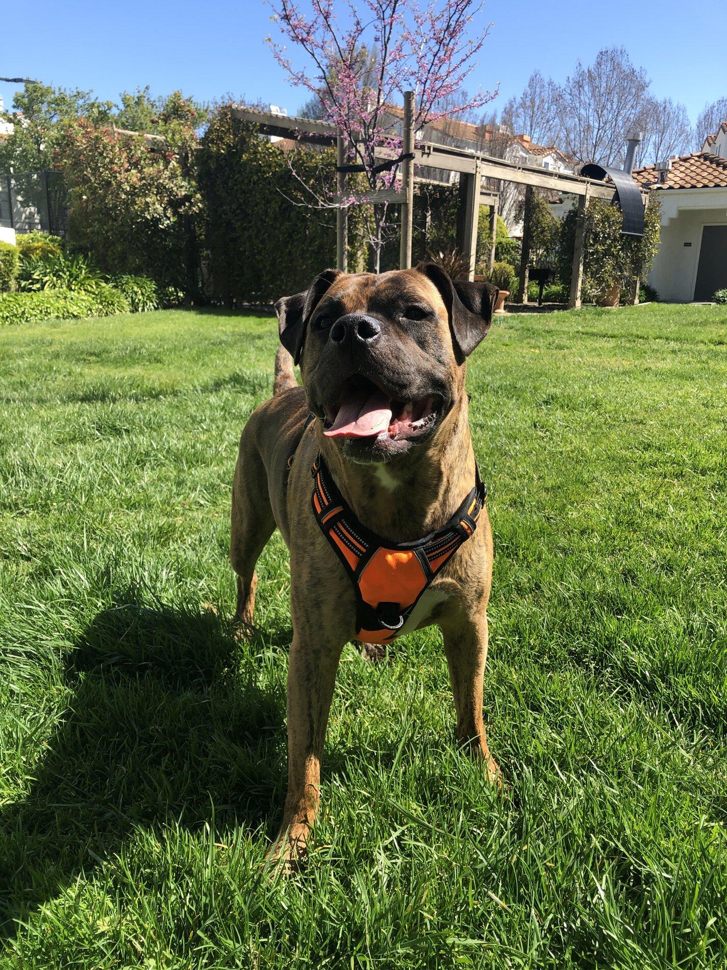 Ford Bronco The Dog Thread 🐾 4C1622F9-54A0-4379-BC62-2143A9EA1FD0