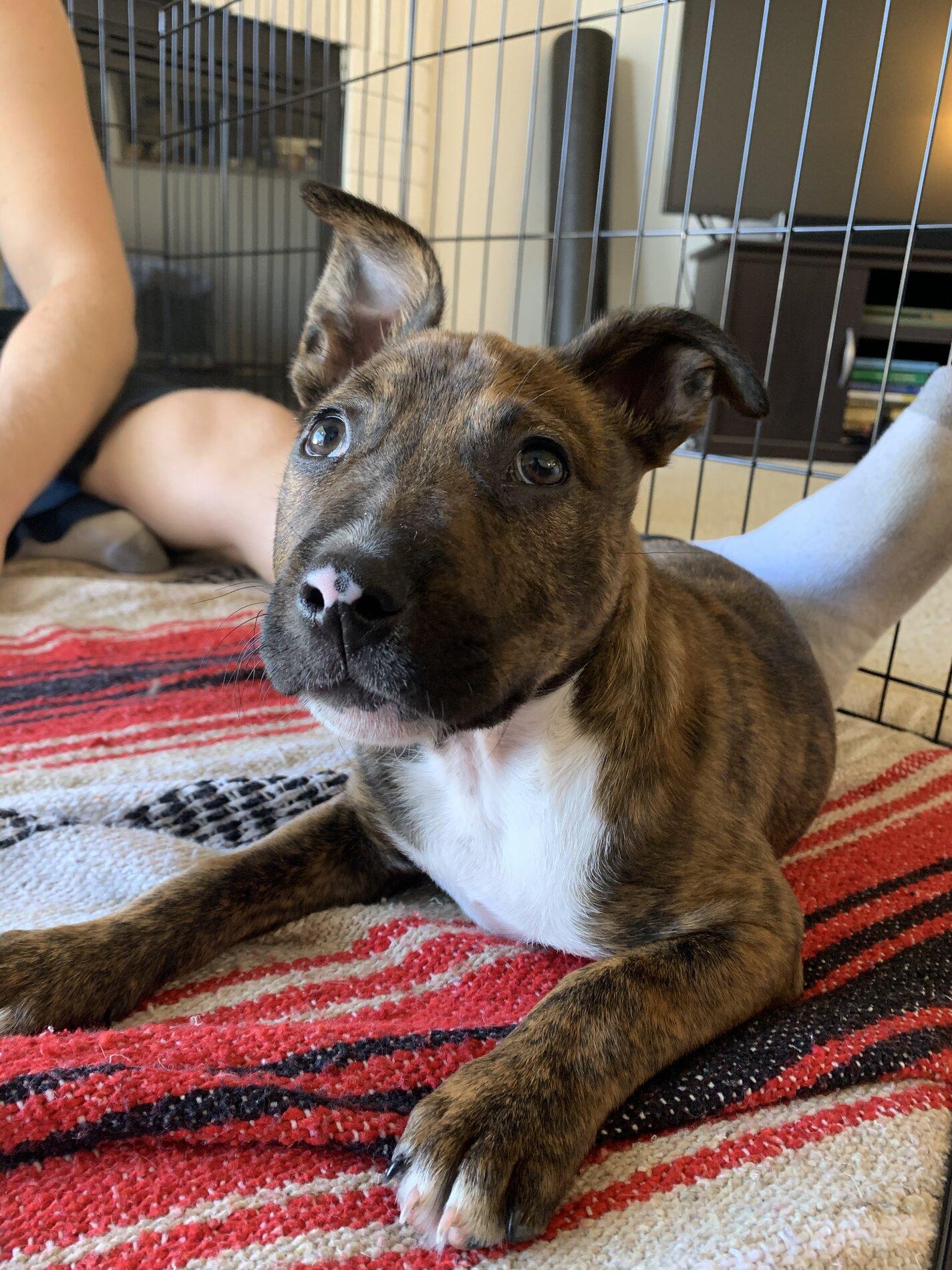 Ford Bronco The Dog Thread 🐾 6604512B-F609-4634-8B90-50954E00EBF7