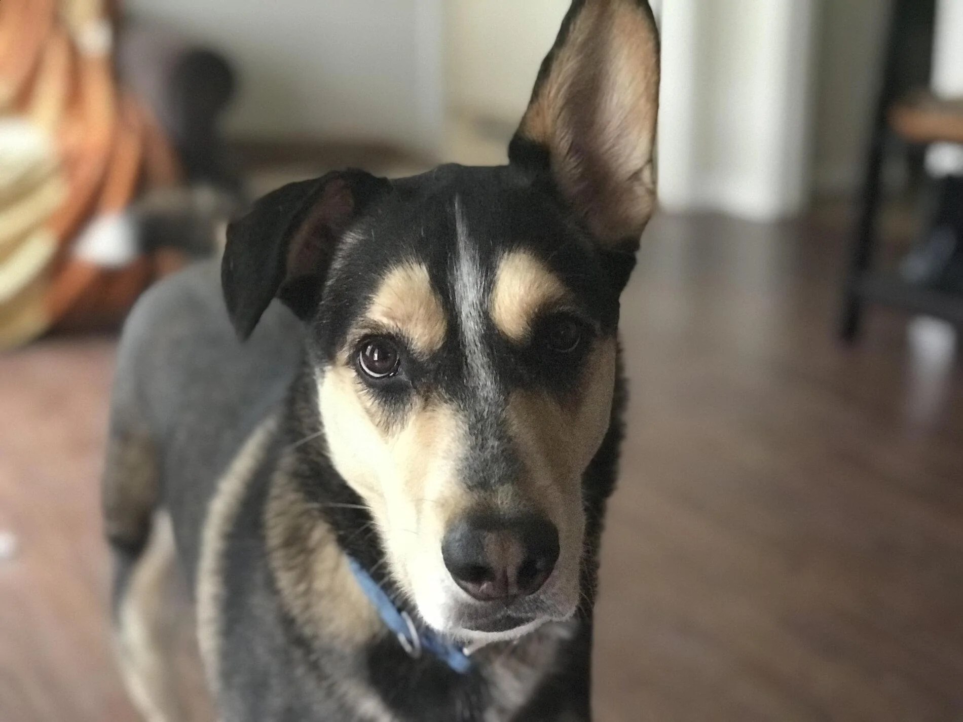 Ford Bronco The Dog Thread 🐾 unnamed (2)