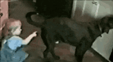 poke-dog.gif