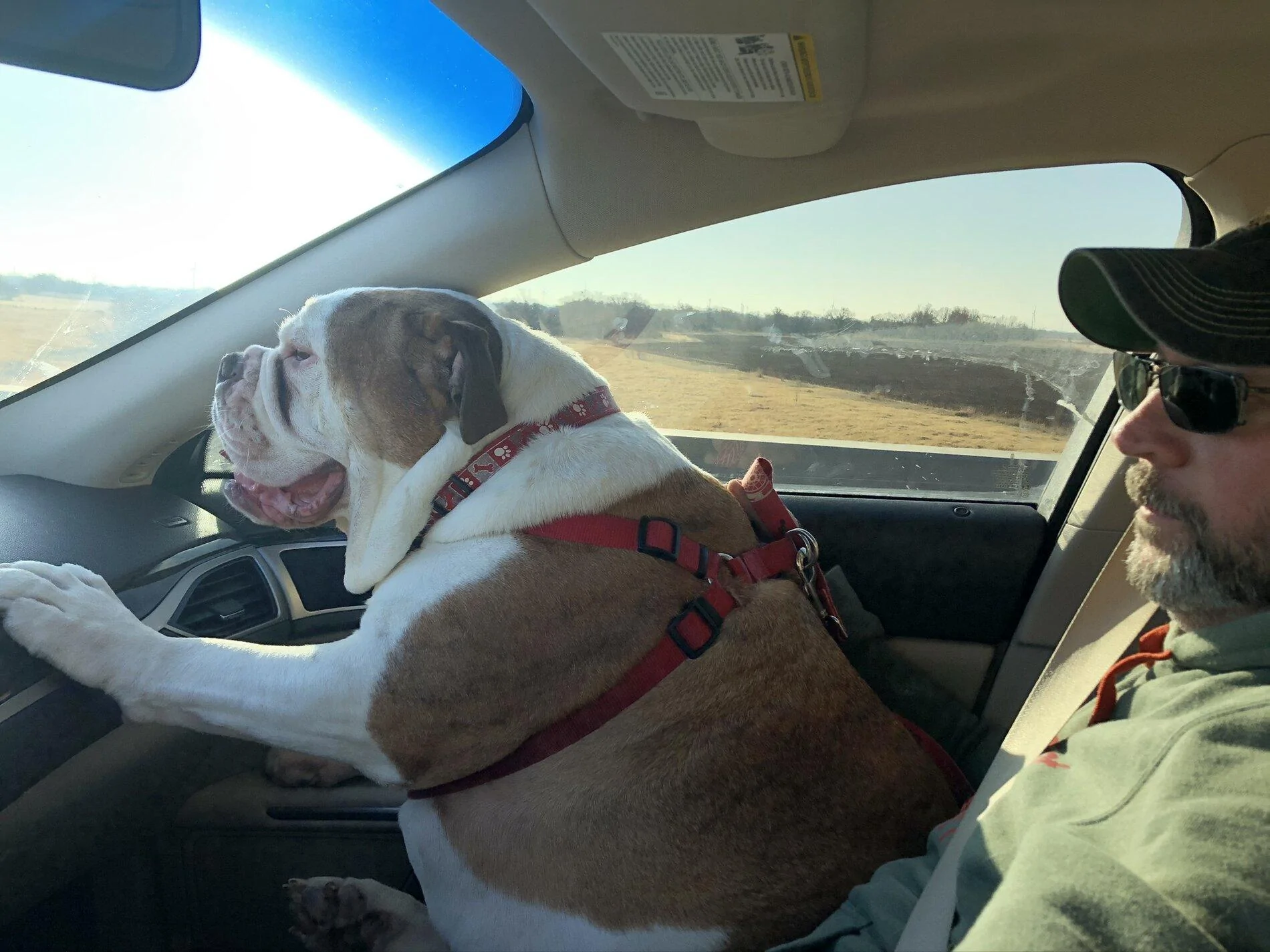 Ford Bronco Dogs Getting In and Out 7B9A9D72-853D-4E15-96F5-D0B38D6DEACD