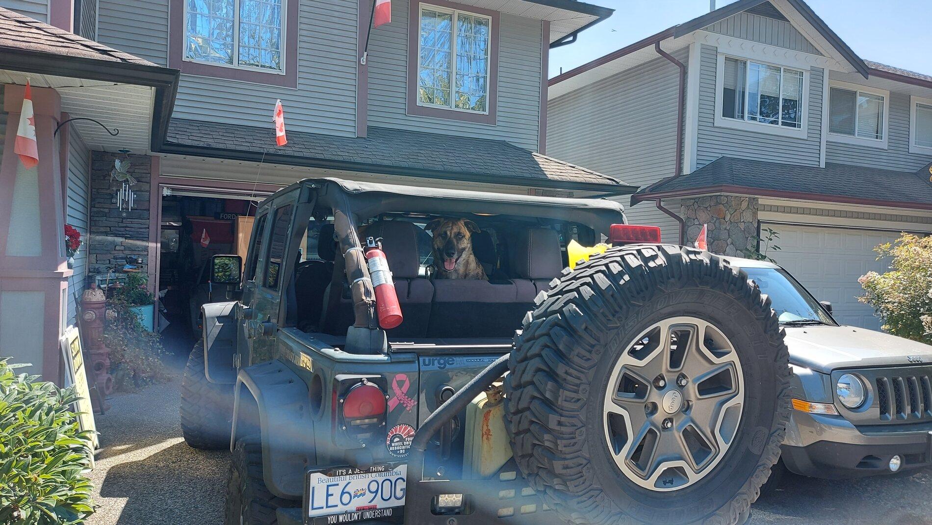 Ford Bronco Dogs Getting In and Out 20210727_114324