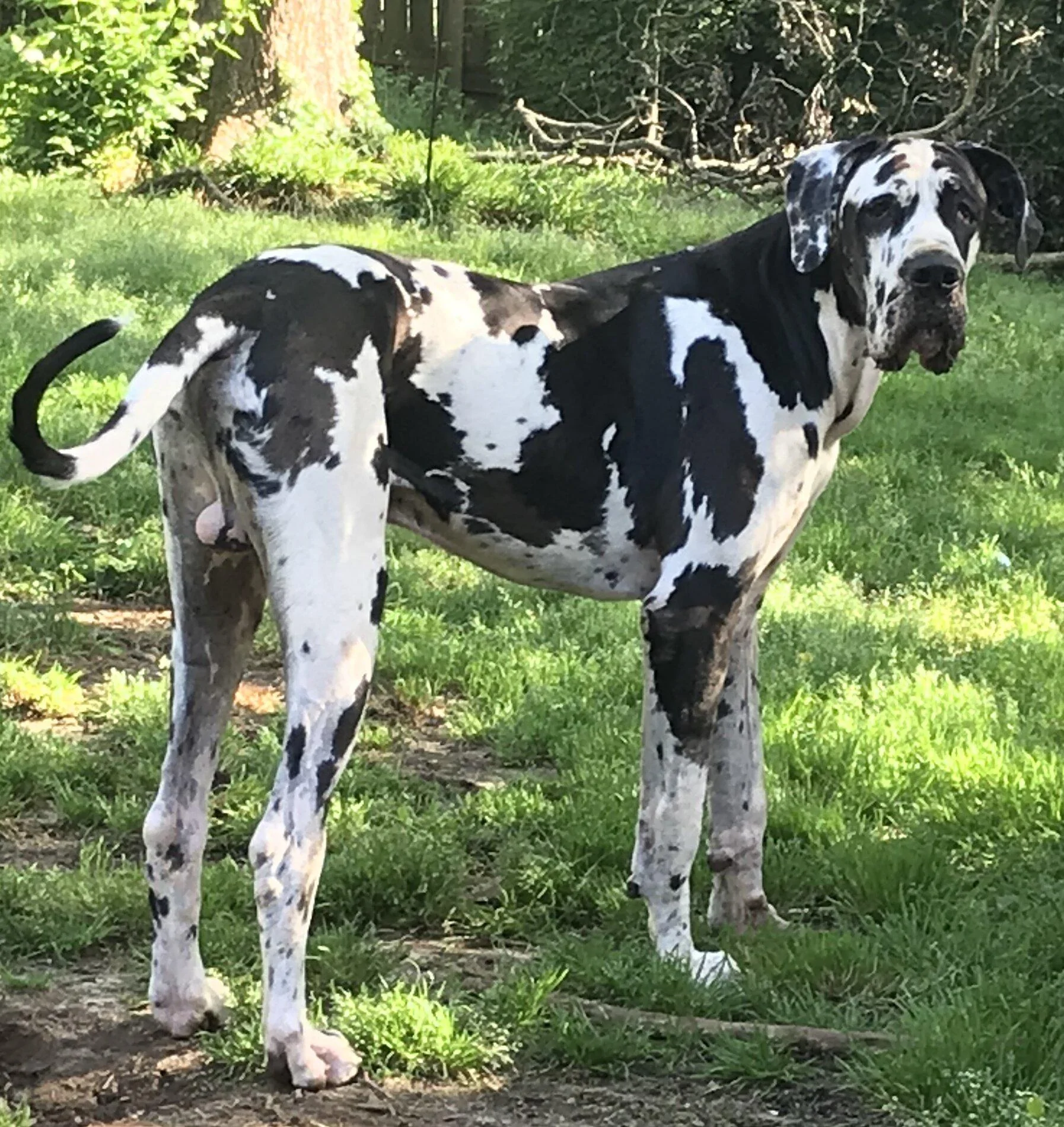 Ford Bronco The Dog Thread 🐾 IMG_7582