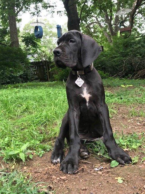 Ford Bronco The Dog Thread 🐾 IMG_8228
