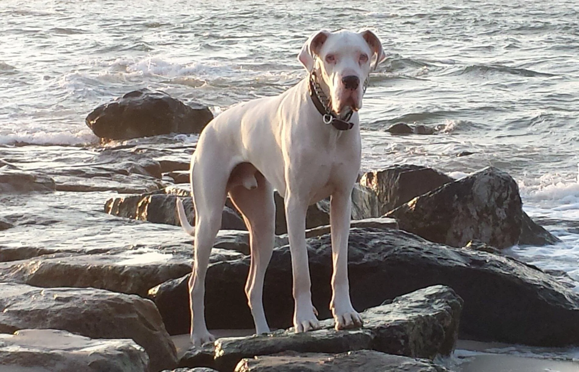 Ford Bronco The Dog Thread 🐾 20140413_070743