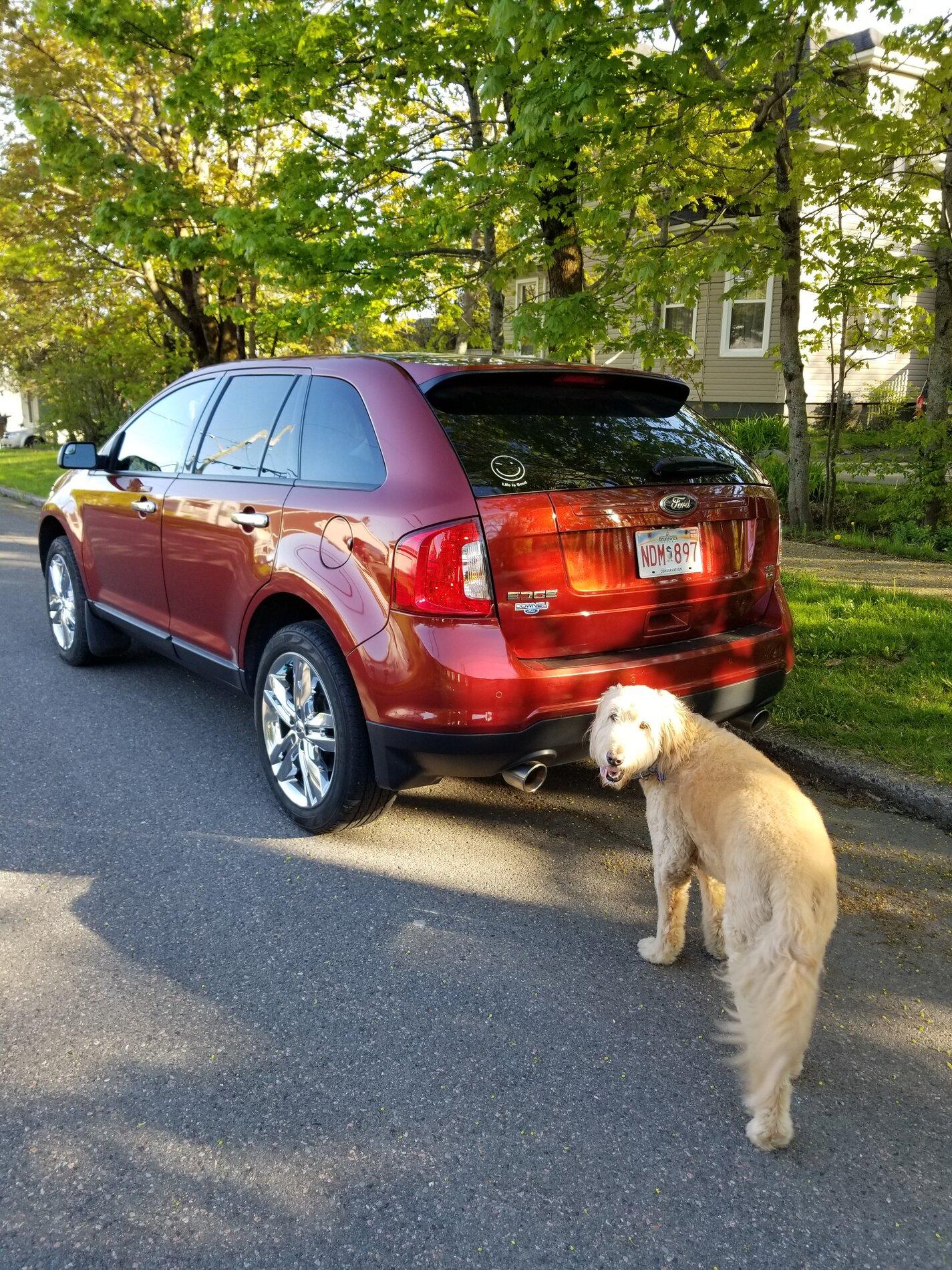 Ford Bronco The Dog Thread 🐾 Baker and trucklet